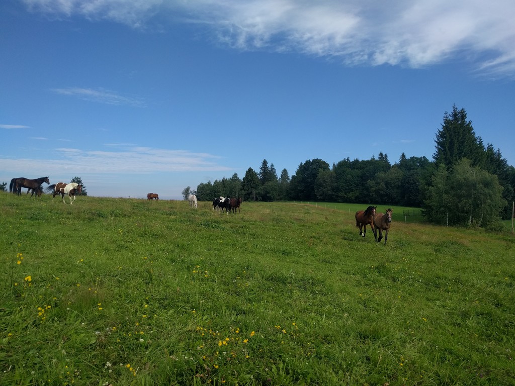 Pastviny Pod Vrškama