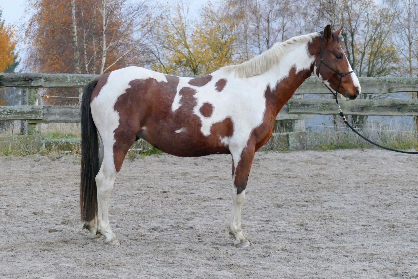 Wallace the Scotish King